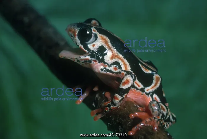 : Painted Reed Frog : Painted Reed Frog