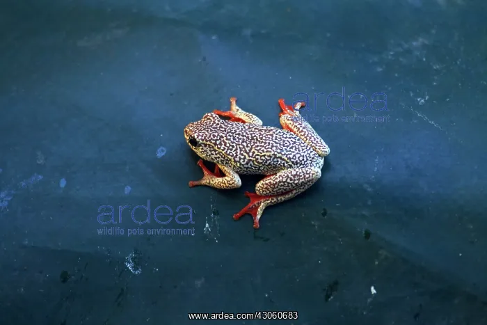 : Painted Reed Frog (Hyperolius marmoratus) : Painted Reed Frog (Hyperolius marmoratus)