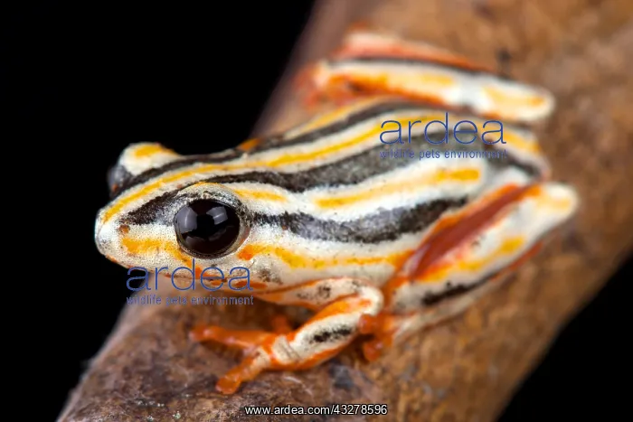: Painted Reed Frog (Hyperolius marmoratus taeniatus) : Painted Reed Frog (Hyperolius marmoratus taeniatus)