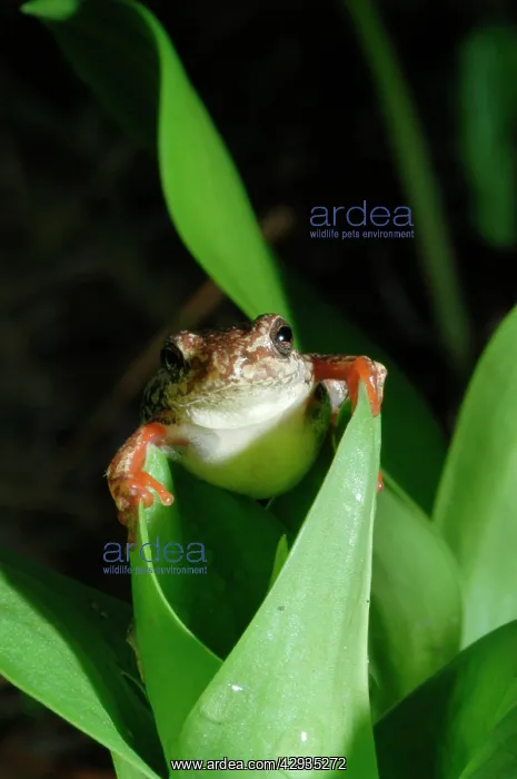 : Painted Reed Frog - sitting on leaf : Painted Reed Frog - sitting on leaf
