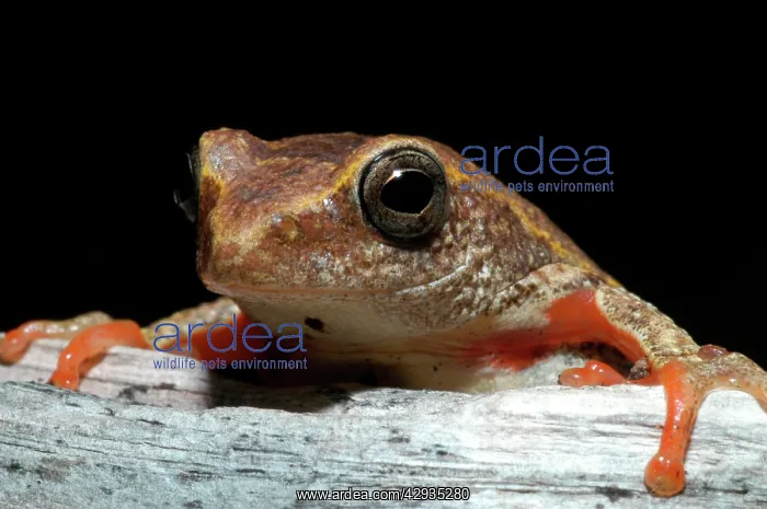 : Painted Reed Frog - sitting on log : Painted Reed Frog - sitting on log