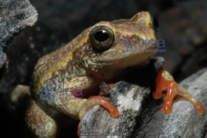 : Painted Reed Frog - sitting on log : Painted Reed Frog - sitting on log
