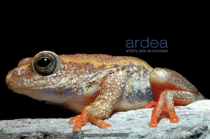 : Painted Reed Frog - Sitting on log : Painted Reed Frog - Sitting on log