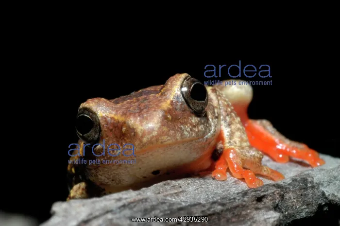 : Painted Reed Frog - sitting on log : Painted Reed Frog - sitting on log
