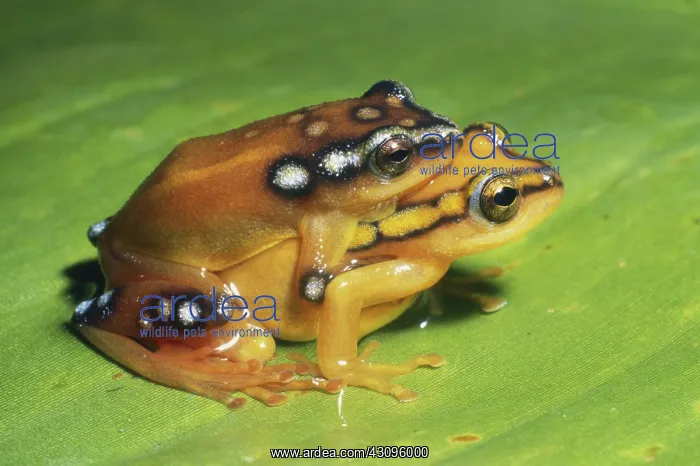 : Painted Reed Frogs : Painted Reed Frogs