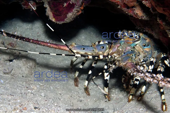 : Painted Rock Lobster : Painted Rock Lobster