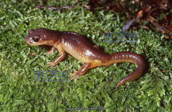 : Painted Salamander : Painted Salamander