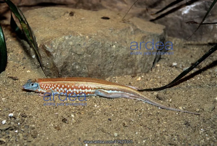 : Painted sand lizard - by rock : Painted sand lizard - by rock