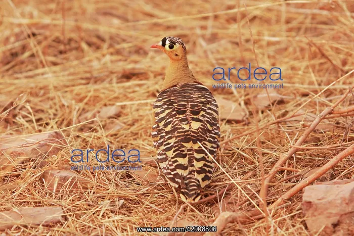 : Painted Sandgrouse : Painted Sandgrouse