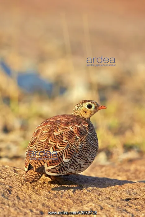  : Painted Sandgrouse adult male