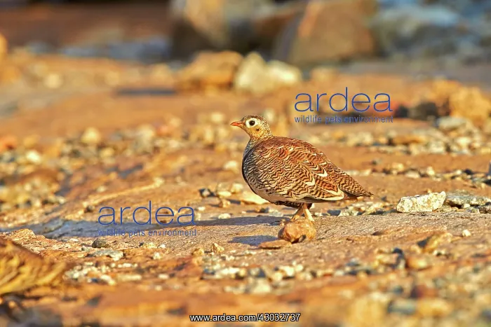 : Painted Sandgrouse female : Painted Sandgrouse female