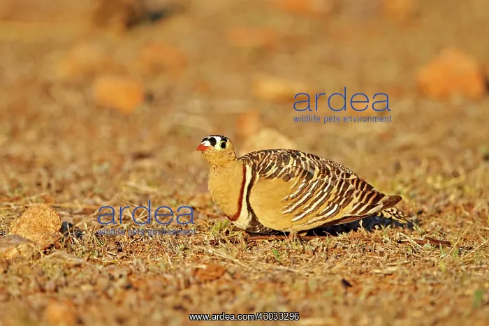 : Painted Sandgrouse male : Painted Sandgrouse male