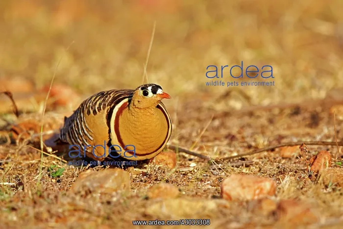 : Painted Sandgrouse male : Painted Sandgrouse male