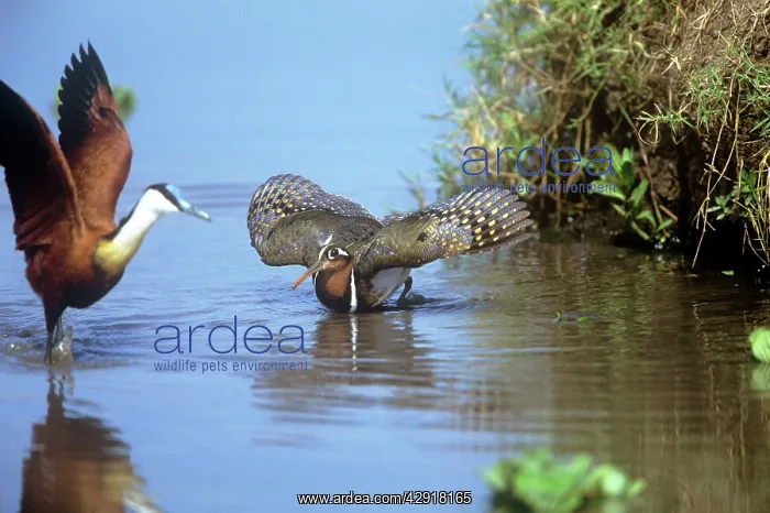 : Painted Snipe : Painted Snipe