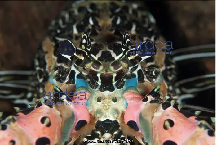 : Painted Spiny Lobster - during night dive : Painted Spiny Lobster - during night dive
