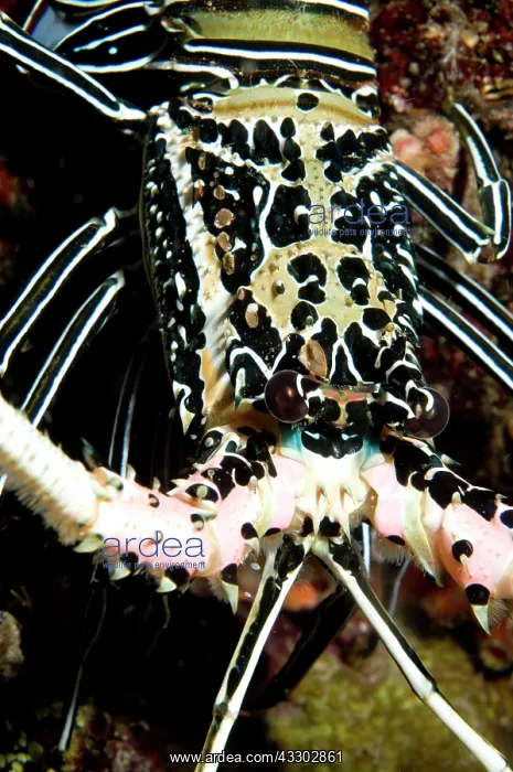 : Painted Spiny Lobster - during night dive : Painted Spiny Lobster - during night dive