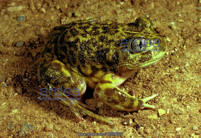 : Painted / Spotted burrowing frog. About 50 mm long; : Painted / Spotted burrowing frog. About 50 mm long;