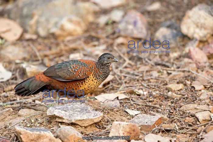 : Painted Spurfowl : Painted Spurfowl