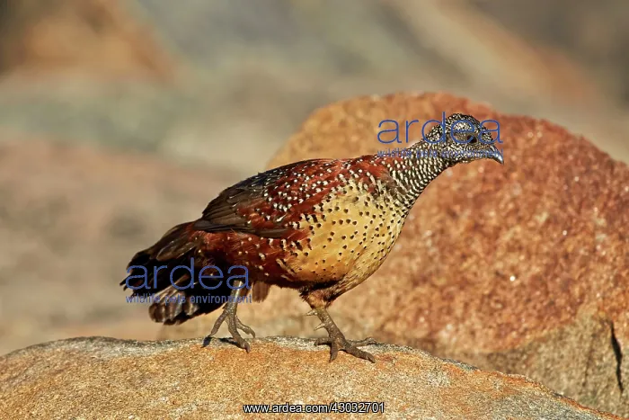  : Painted Spurfowl adult male