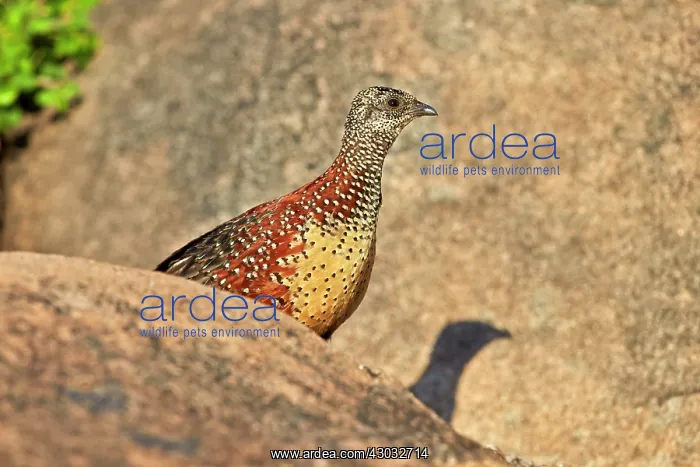  : Painted Spurfowl adult male