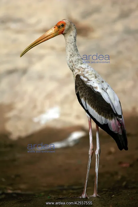 : Painted Stork : Painted Stork