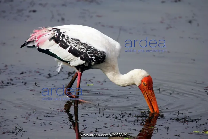  : Painted Stork