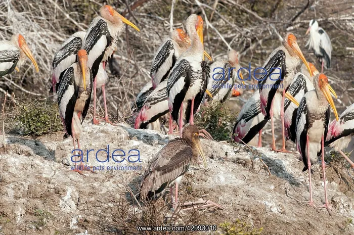 : Painted stork : Painted stork
