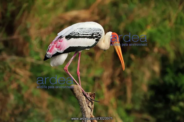 : Painted Stork : Painted Stork