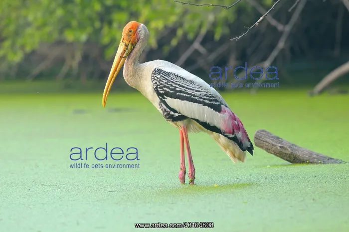 : Painted Stork : Painted Stork
