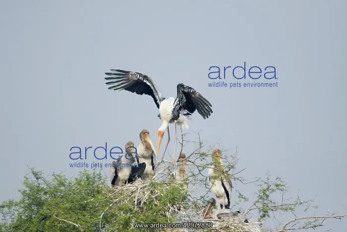 : Painted Stork - adult arriving at nest : Painted Stork - adult arriving at nest