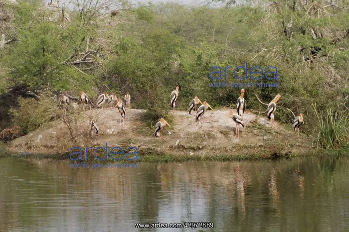: Painted Stork - adults resting near breeding colony : Painted Stork - adults resting near breeding colony