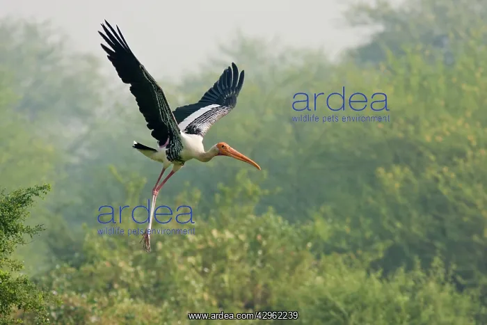 : Painted Stork - in flight : Painted Stork - in flight