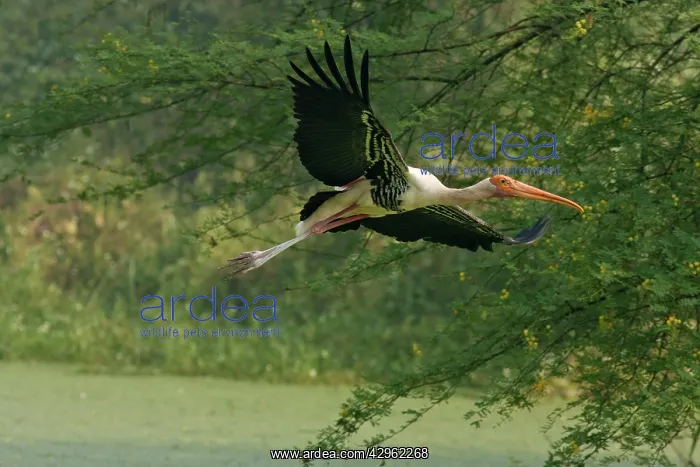 : Painted Stork - in flight : Painted Stork - in flight