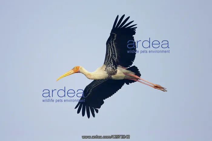 : Painted Stork - in flight : Painted Stork - in flight