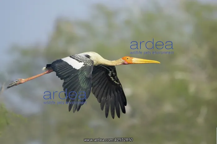 : Painted Stork - in flight : Painted Stork - in flight