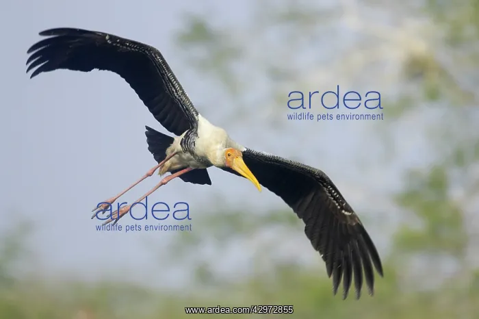 : Painted Stork - in flight : Painted Stork - in flight