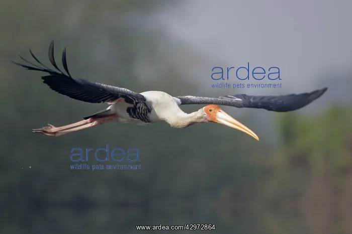 : Painted Stork - in flight : Painted Stork - in flight