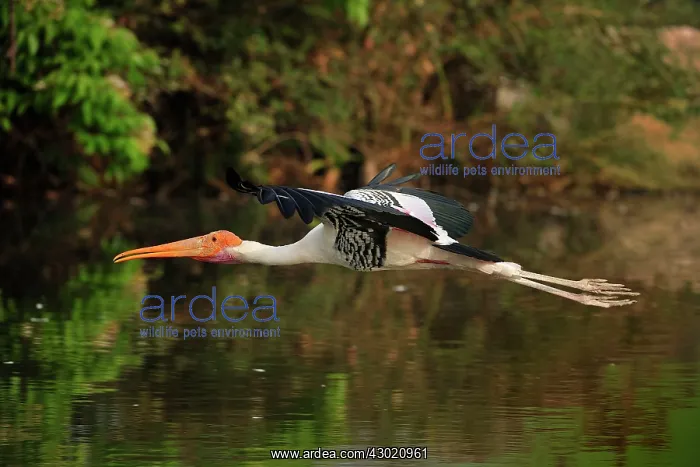 : Painted Stork in flight : Painted Stork in flight