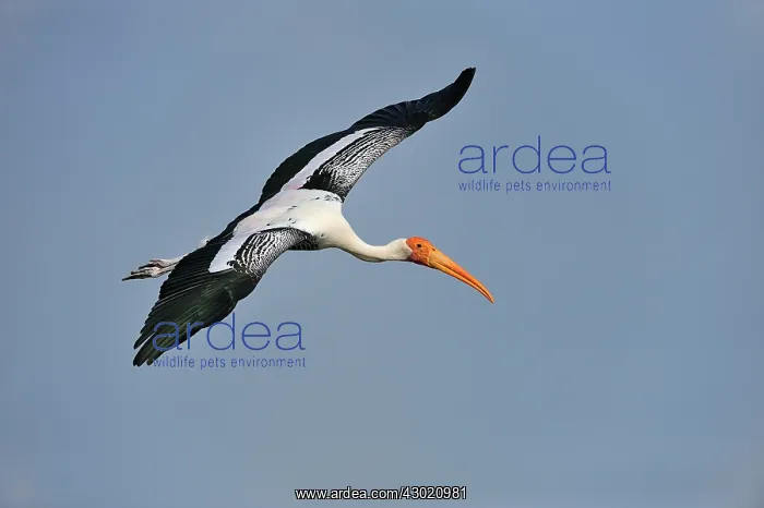 : Painted Stork in flight : Painted Stork in flight