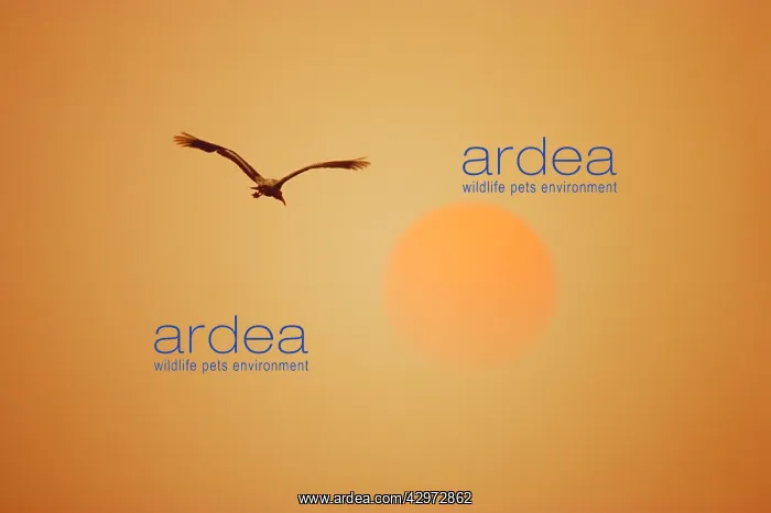 : Painted Stork - in flight - heading off into sunset : Painted Stork - in flight - heading off into sunset