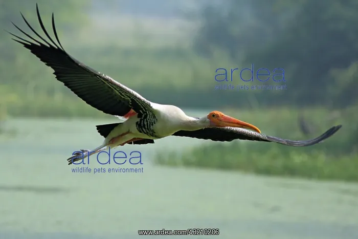 : Painted Stork in flight, Keoladeo National : Painted Stork in flight, Keoladeo National