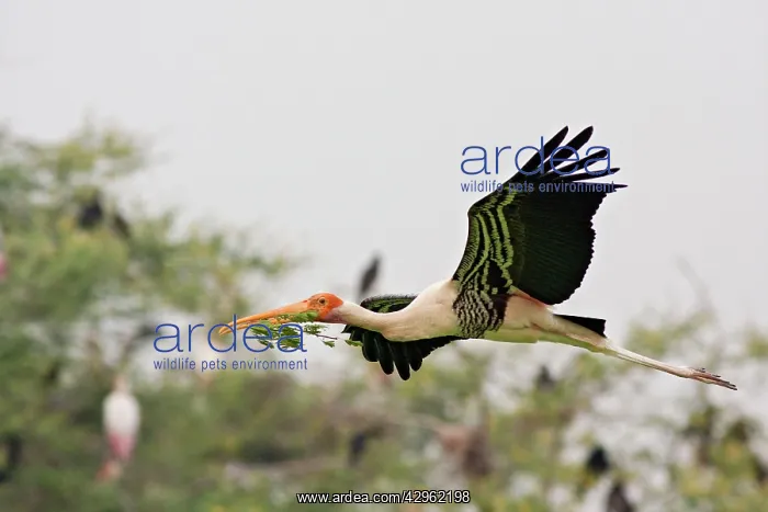 : Painted Stork - in flight with nest material : Painted Stork - in flight with nest material