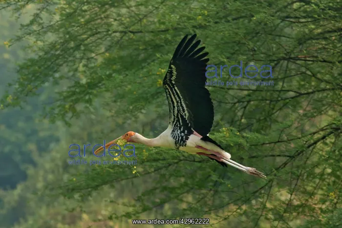 : Painted Stork - in flight with nest material : Painted Stork - in flight with nest material