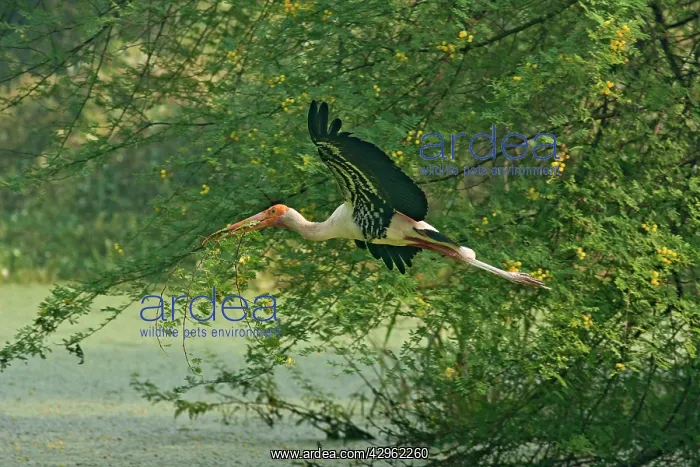  : Painted Stork - in flight with nest material