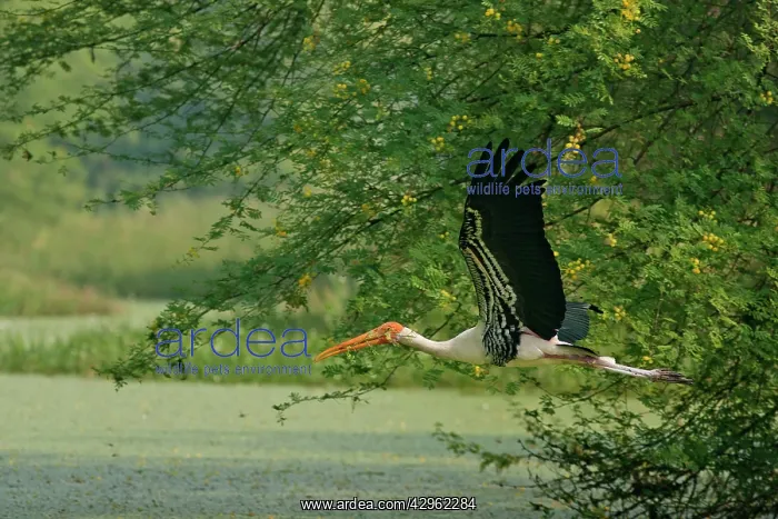 : Painted Stork - in flight with nest material : Painted Stork - in flight with nest material