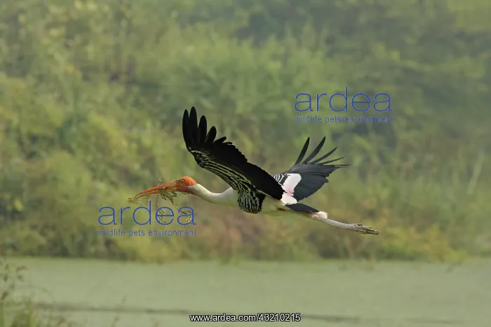 : Painted Stork flying with nesting material, Keoladeo : Painted Stork flying with nesting material, Keoladeo