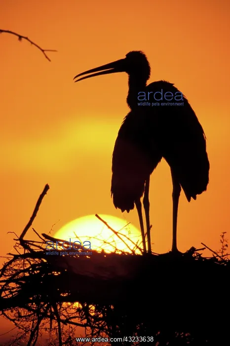 : Painted Stork (Ibis leucocephalus) : Painted Stork (Ibis leucocephalus)