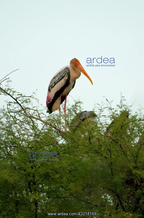 : Painted stork (Mycteria leucocephala), Keoladeo : Painted stork (Mycteria leucocephala), Keoladeo