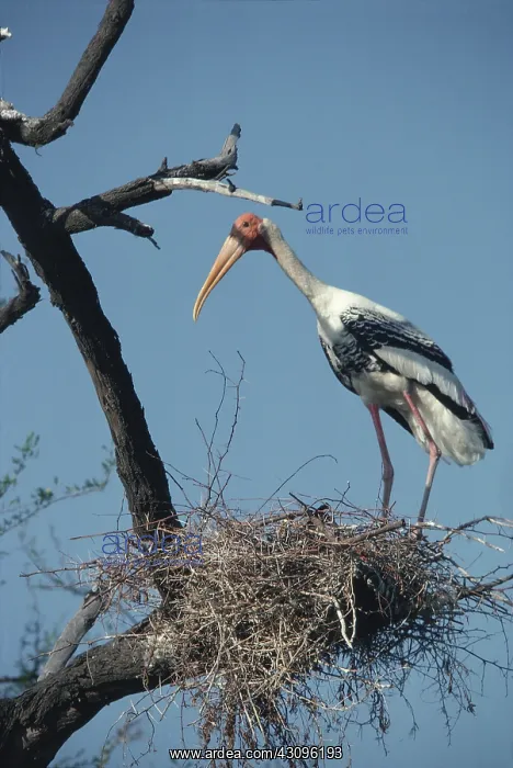 : Painted stork at nest : Painted stork at nest