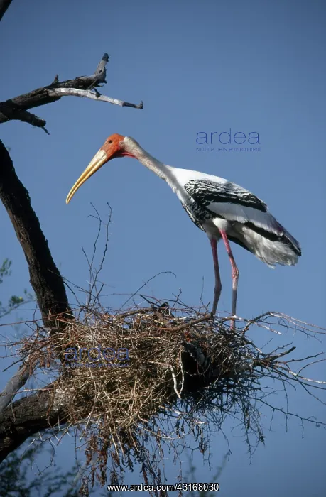 : Painted Stork at Nest : Painted Stork at Nest